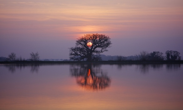 lake-tree-sunset-twilight-dusk-reflection-branches.jpg